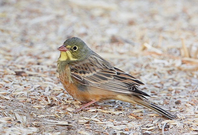 Mannetje Ortolaan in zit; Male Ortolan Bunting perched stock-image by Agami/Markus Varesvuo,