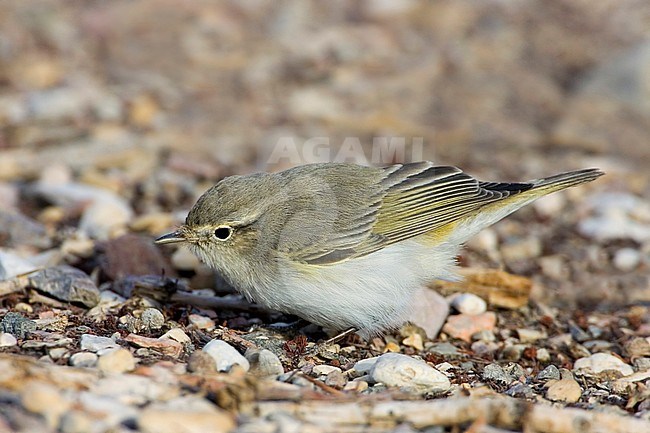 Eastern Bonelli's Warbler (Phylloscopus orientalis) during spring migration in Eilat stock-image by Agami/Daniele Occhiato,