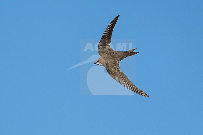 Alpine Swift (Tachymarptis melba) flying agains blue sky in Switzerland. stock-image by Agami/Marcel Burkhardt,