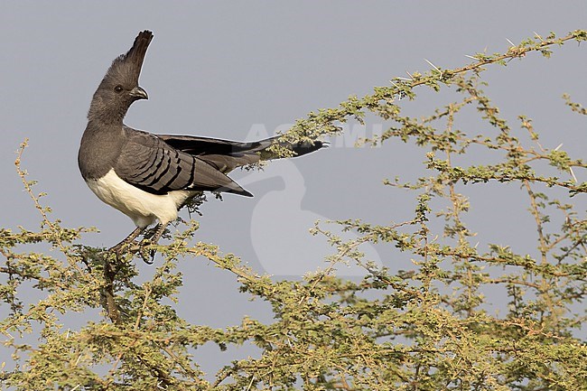 White-bellied go-away-bird (Crinifer leucogaster) perched in a tree in Tanzania. stock-image by Agami/Dubi Shapiro,
