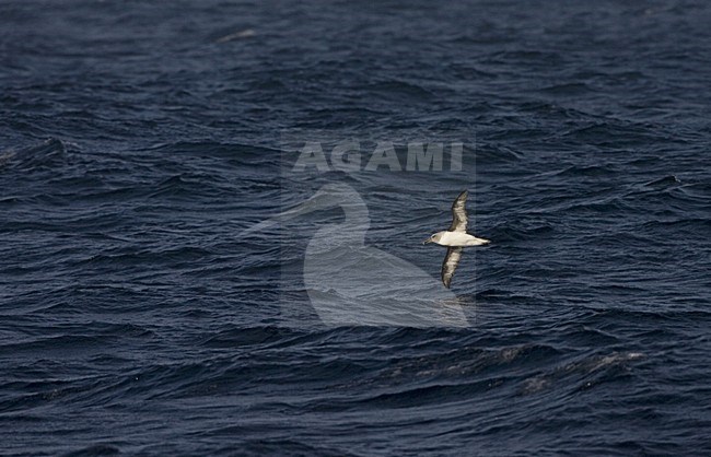 Grey-headed Albatross adult flying; Grijskopalbatros volwassen vliegend stock-image by Agami/Marc Guyt,