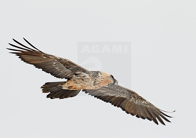 Volwassen Lammergier in de vlucht; Adult Bearded Vulture in flight stock-image by Agami/Markus Varesvuo,