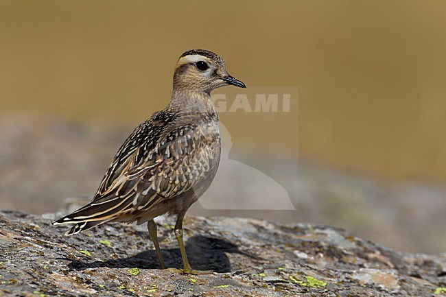 Eerste winter Morinelplevier; First winter Eurasian Dotterel stock-image by Agami/Daniele Occhiato,