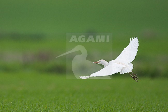 Adult Cattle Egret (Bubulcus ibis ibis), on an agricultural field on the island of Mallorca, Spain. Bird in flght over green rice field as background. stock-image by Agami/Ralph Martin,