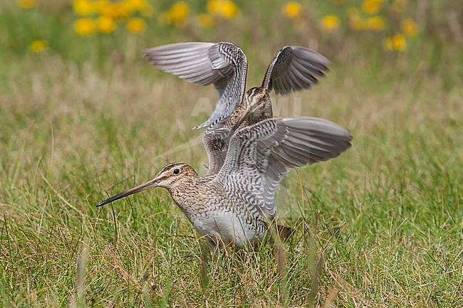 Common Snipe - Bekassine - Gallinago gallinago ssp. faeroeensis, Iceland, adult stock-image by Agami/Ralph Martin,