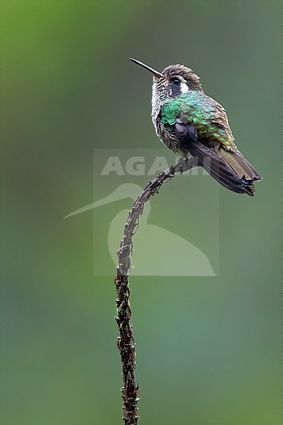 White-eared Hummingbird (Basilinna leucotis) perched on a twig in a rainforest in Guatemala. stock-image by Agami/Dubi Shapiro,