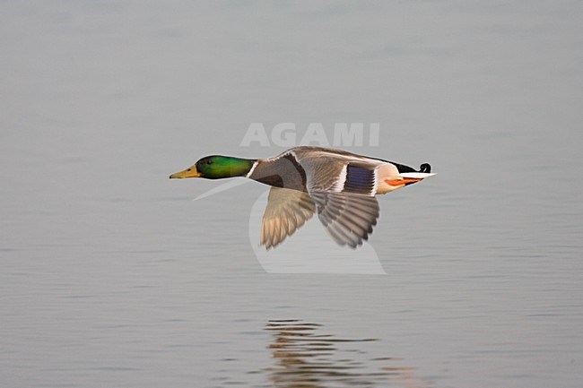 Mallard male flying; Wilde Eend man vliegend stock-image by Agami/Marc Guyt,