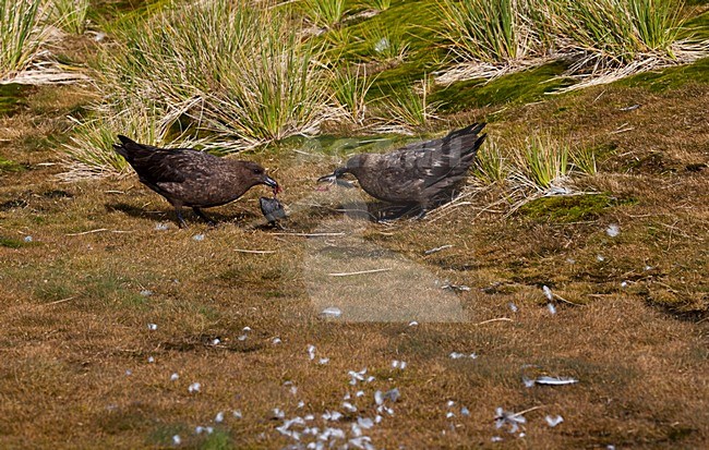 Subantarctische Grote Jager paar etend van een Prion; Subantarctic Skua pair eating from a Prion specis stock-image by Agami/Marc Guyt,