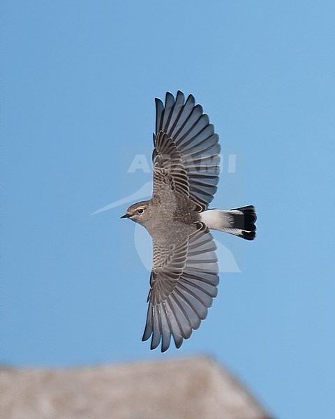 Pied Wheatear (Oenanthe pleschanka), female in flight, showing upperparts stock-image by Agami/Kari Eischer,