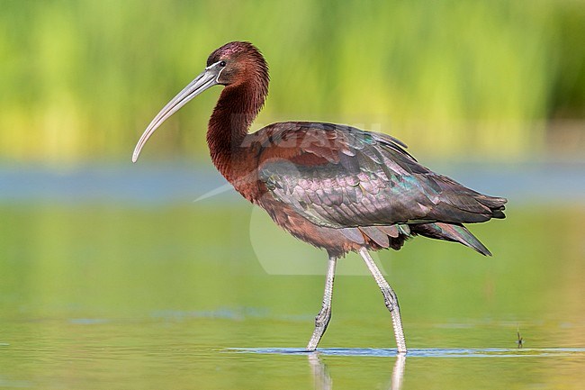 Glossy Ibis (Plegadis falcinellus), side view of an adult walking in a pond stock-image by Agami/Saverio Gatto,