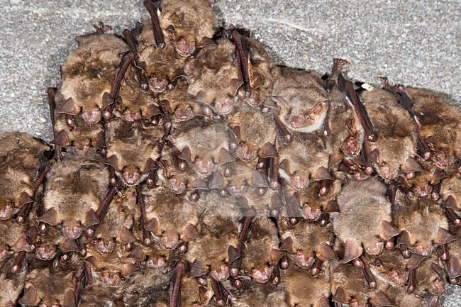 Vale vleermuizen in winterslaap, Greater Mouse Eared Bats in hibernation stock-image by Agami/Theo Douma,