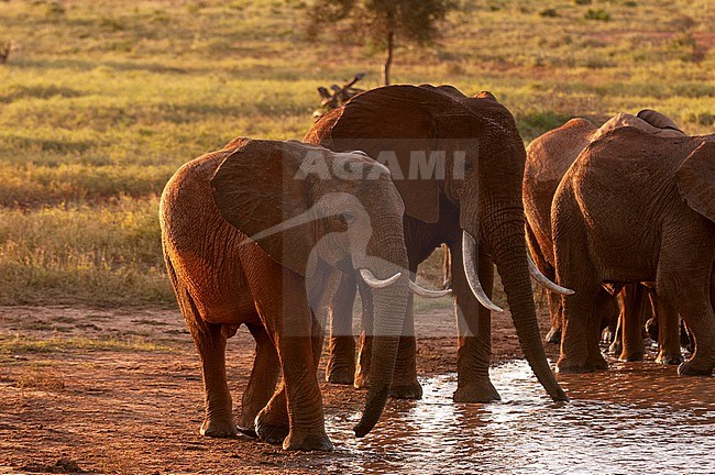 A herd of African elephants, Loxodonta africana, drinking at a waterhole. Lualenyi Game Reserve, Malindi, Kenya. stock-image by Agami/Sergio Pitamitz,