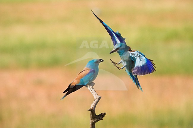 Paartje Scharrelaars blatsend en parend; Pair of European Rollers displaying and mating stock-image by Agami/Marc Guyt,