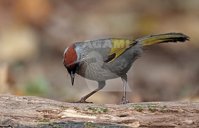 Silver-eared Laughingthrush (Trochalopteron melanostigma) at Doi Lang, Thailand stock-image by Agami/Helge Sorensen,