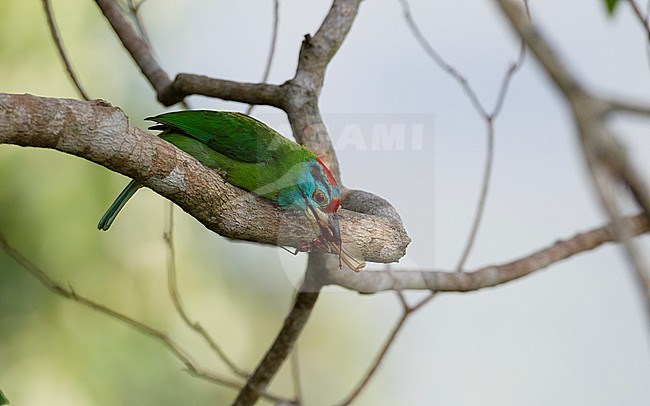 Blue-throated Barbet (Psilopogon asiaticus davisoni) perched bird eating an insect at Kaeng Krachan National Park, Thailand stock-image by Agami/Helge Sorensen,