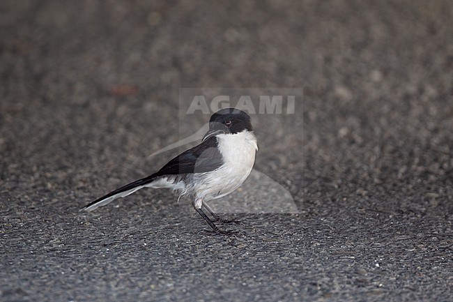 Dark-backed Sibia (Heterophasia melanoleuca) at Doi Inthanon, Thailand stock-image by Agami/Helge Sorensen,