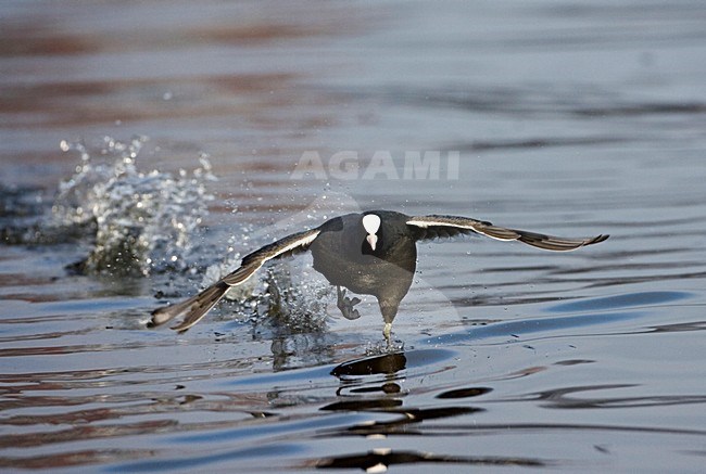 Meerkoet rennend over het water; Eurasian Coot running over water stock-image by Agami/Marc Guyt,