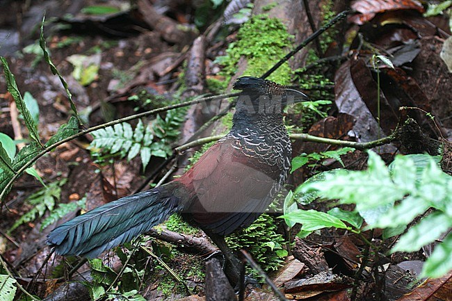 Banded ground cuckoo (Neomorphus radiolosus) in a subtropical moist montane Choco forest in Ecuador. stock-image by Agami/Pete Morris,