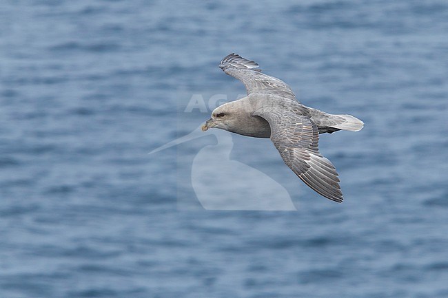 This bird was taken in the Hausgarden, Greenland Sea from the famous german ship - Polarstern. Powered by POLe & AWI. stock-image by Agami/Vincent Legrand,