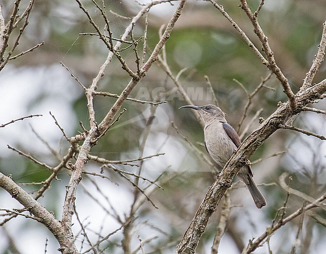 Grey Sunbird (Cyanomitra veroxii) in South Africa. stock-image by Agami/Pete Morris,