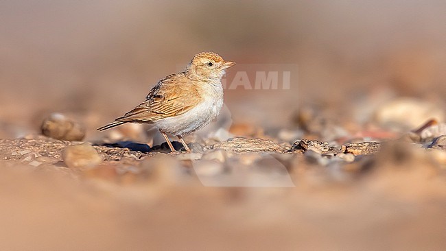 Adult Dunn's Lark (Eremalauda dunni) walking in the desert along the Aousserd roard in Western Sahara. stock-image by Agami/Vincent Legrand,