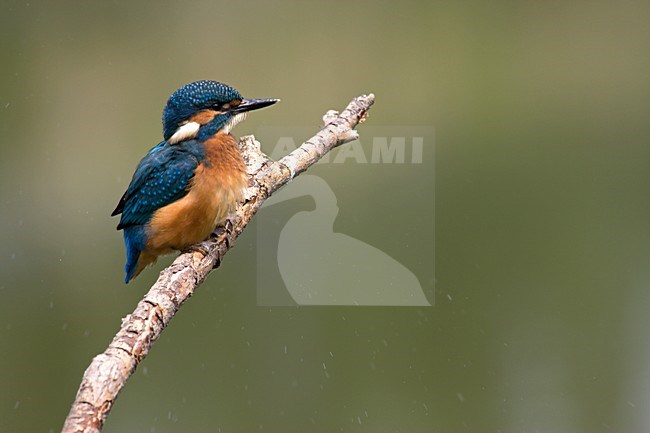 IJsvogel zittend op een tak, Common Kingfisher perched on branch stock-image by Agami/Kristin Wilmers,