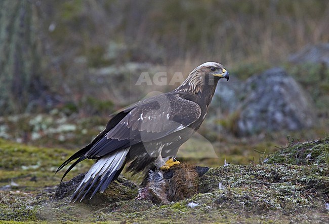 Steenarend zittend op dode Vos; Golden Eagle perched on dead Red Fox stock-image by Agami/Jari Peltomäki,