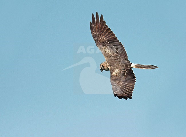 Montagu's Harrier (Circus pygargus), second calender year female in flight, seen from the side, showing upperwings. stock-image by Agami/Fred Visscher,