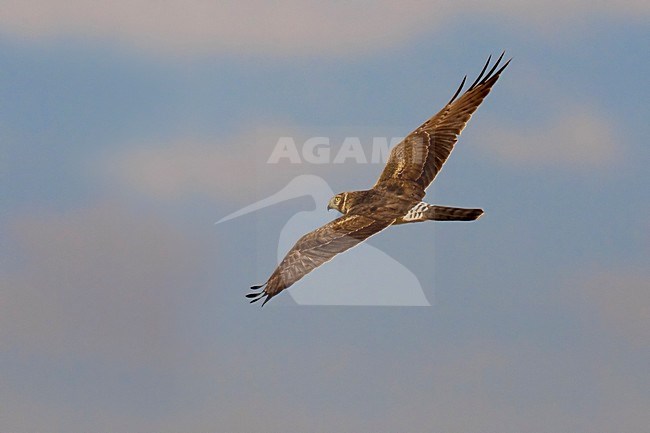 Steppekiekendief in de vlucht; Pallid Harrier in flight stock-image by Agami/Daniele Occhiato,