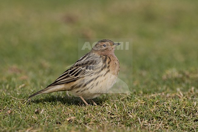 Red-throated Pipit adult standing; Roodkeelpieper volwassen staand stock-image by Agami/Daniele Occhiato,