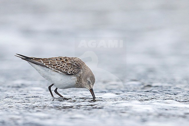 Bonapartes Strandloper, White-rumped Sandpiper stock-image by Agami/Daniele Occhiato,