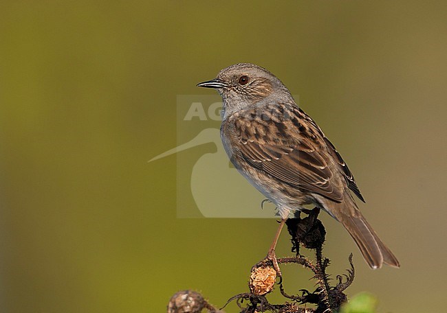 Dunnock - Heckenbraunelle - Prunella modularis ssp. modularis, Germany, adult stock-image by Agami/Ralph Martin,