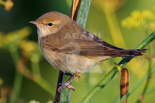Worn adult Garden Warbler (Sylvia borin) during autumn migration in Italy. stock-image by Agami/Daniele Occhiato,