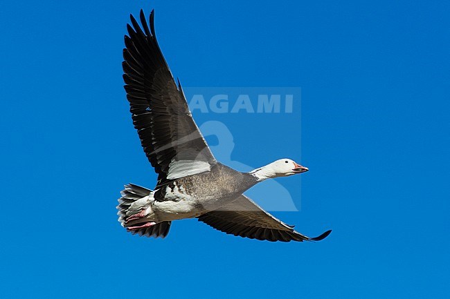 Sneeuwgans in de vlucht; Snow Goose in flight stock-image by Agami/Jari Peltomäki,