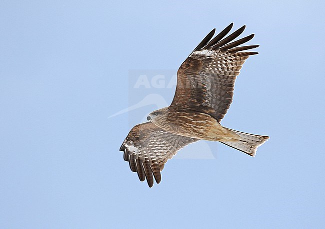 Black-eared Kite, Milvus lineatus, near Kushiro, Hokkaido, Japan. stock-image by Agami/Pete Morris,