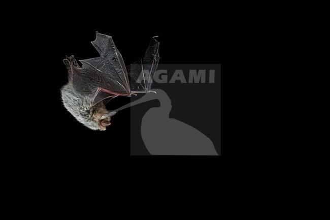 Franjestaart in de vlucht; Natterer\'s Bat in flight stock-image by Agami/Theo Douma,