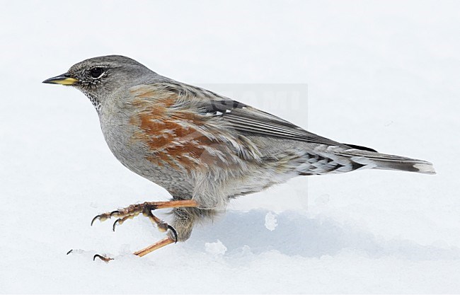 Alpenheggemus foeragerend in de sneeuw; Alpine Accentor foraging in snow stock-image by Agami/Markus Varesvuo,