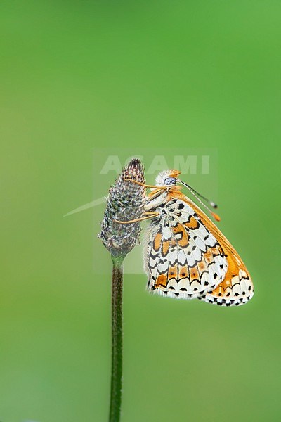 Glanville Fritillary, Melitaea cinxia stock-image by Agami/Wil Leurs,