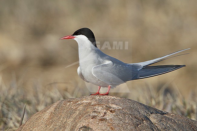 Arctic Tern (Strena paradisaea) perched on a rock in Churchill, Manitoba, Canada. stock-image by Agami/Glenn Bartley,