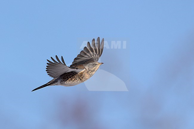 Fieldfare (Turdus pilaris) in flight at Rudersdal, Denmark stock-image by Agami/Helge Sorensen,