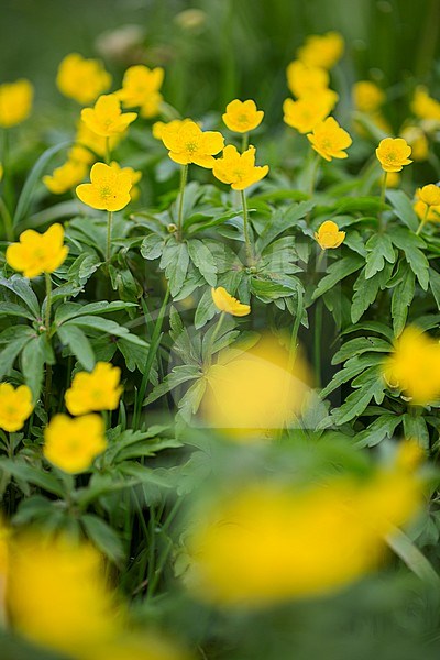 Yellow Anemone, Anemone ranunculoides, Gele anemoon stock-image by Agami/Wil Leurs,