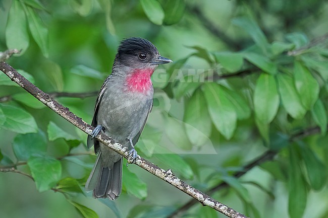 Adult male
Nuevo Leon, Mexico
May 2022 stock-image by Agami/Brian E Small,