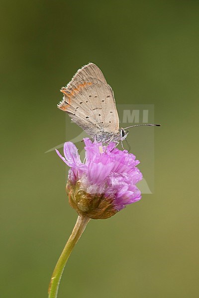 Kleine vuurvlinder, Small Copper stock-image by Agami/Walter Soestbergen,