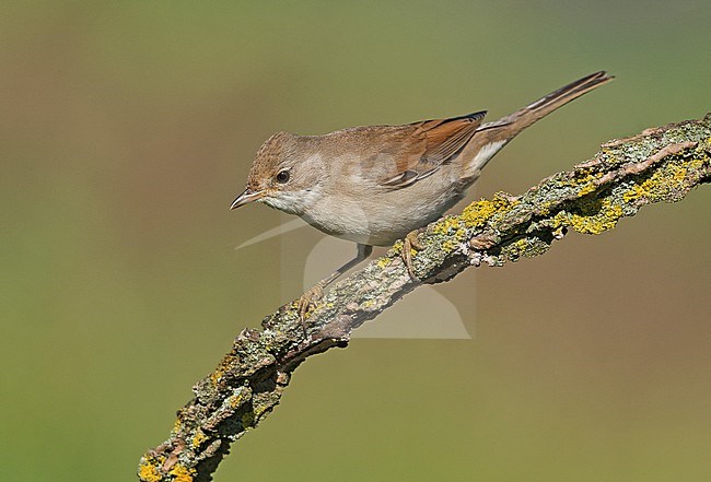 Common Whitethroat (Sylvia communis) stock-image by Agami/Alain Ghignone,