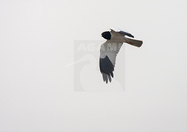 Adult male Pied harrier in flight stock-image by Agami/Roy de Haas,