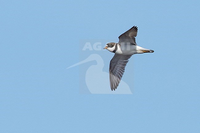 Adult Semipalmated Plover (Charadrius semipalmatus) in breeding plumage flying over Seward Peninsula, Alaska, USA. stock-image by Agami/Brian E Small,