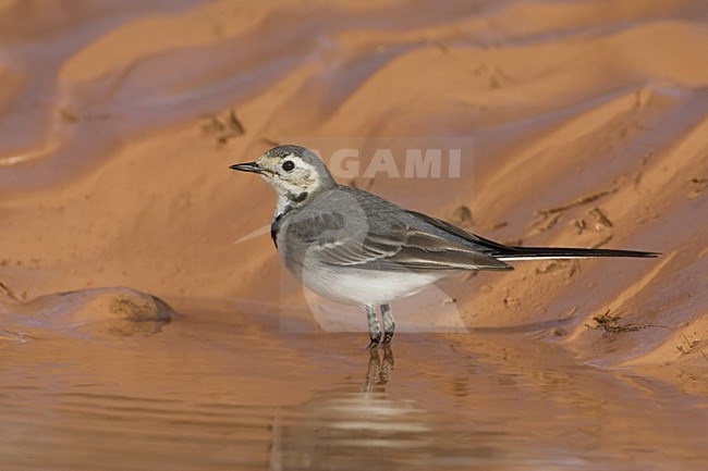 Witte Kwikstaart in winterkleed; White Wagtail in winterplumage stock-image by Agami/Daniele Occhiato,