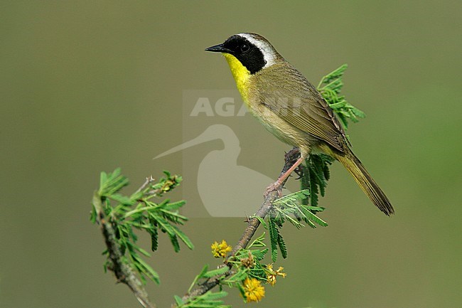 Adult male
Galveston Co., TX
April 2005 stock-image by Agami/Brian E Small,