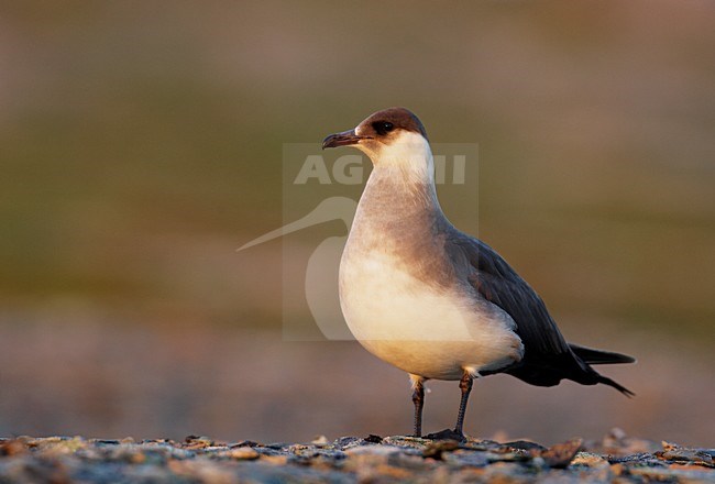 Kleine Jager in zit; Arctic Skua perched stock-image by Agami/Markus Varesvuo,