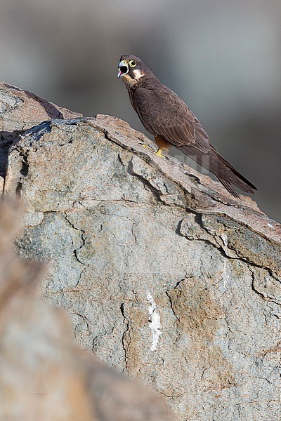 Eleonora's Falcon (Falco eleonorae), light morph adult perched on a rock stock-image by Agami/Saverio Gatto,